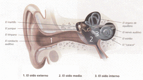 el o�do absoluto