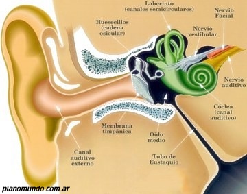 esquema del oído